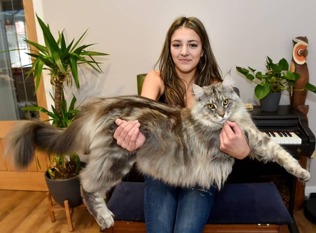 <p>Murphy the Maine Coon keeps being mistaken for a dog or a lion</p>