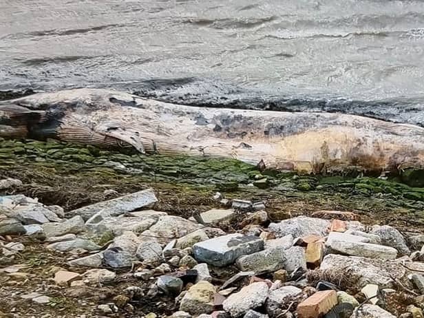 A dead 12ft whale was washed up on the banks of a British river last week.
