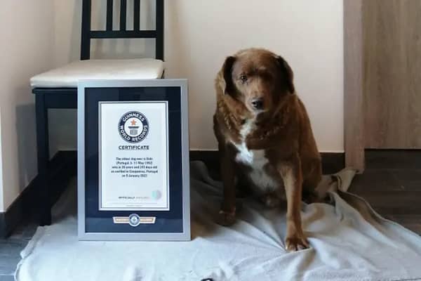 Oldest dog ever: Bobi the Rafeiro do Alentejo farm dog from Portugal breaks Guinness World Record