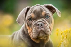 The bulldog costs UK owners the most to insure
