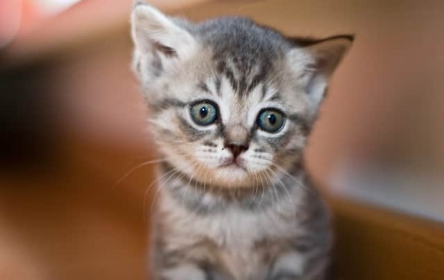 Cats must be microchipped before they reach the age of 20 weeks (Photo: Shutterstock)