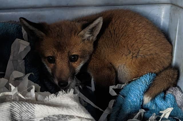 The fox rescued by the RSPCA
