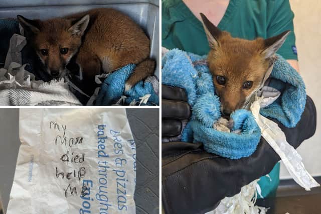 The fox rescued by the RSPCA