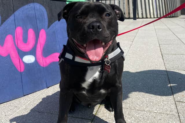 Buzz the Staffordshire Bull Terrier enjoying a day out at Dalton Park.