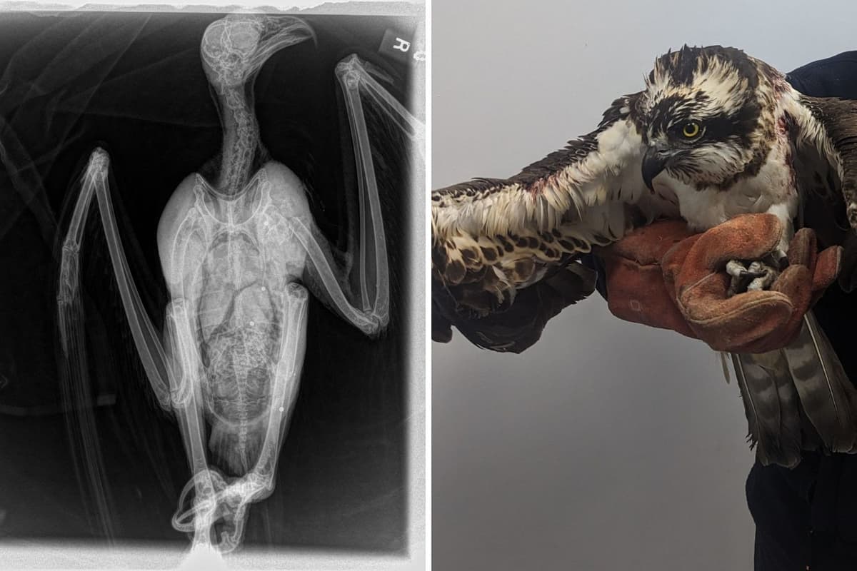 Osprey dies after shooting in Sunderland – RSCPA issues appeal after airgun attack on bird of prey in Washington