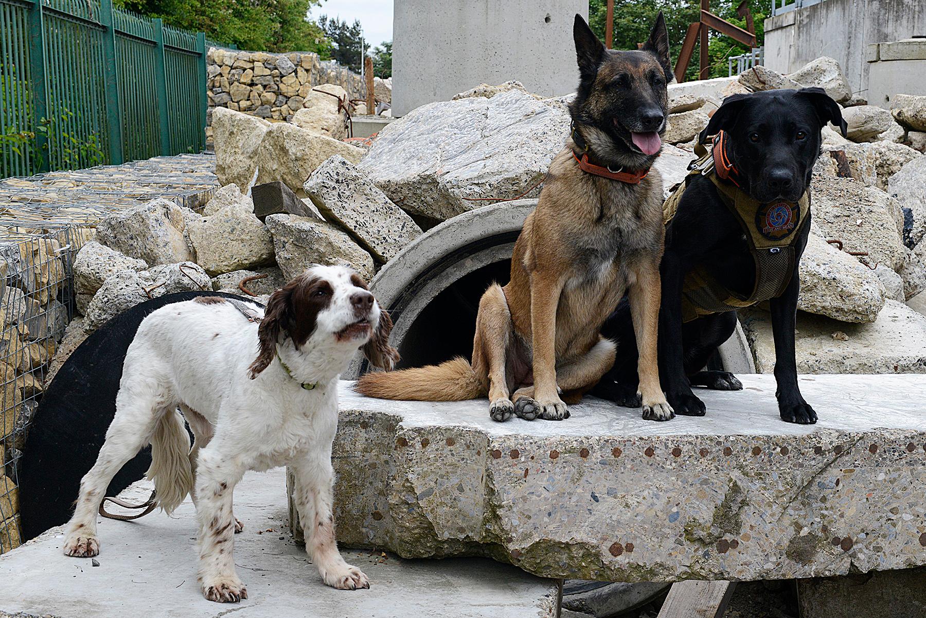 Retired Sunderland fire dog pays birthday visit to today's K9 heroes - Vimarsana News
