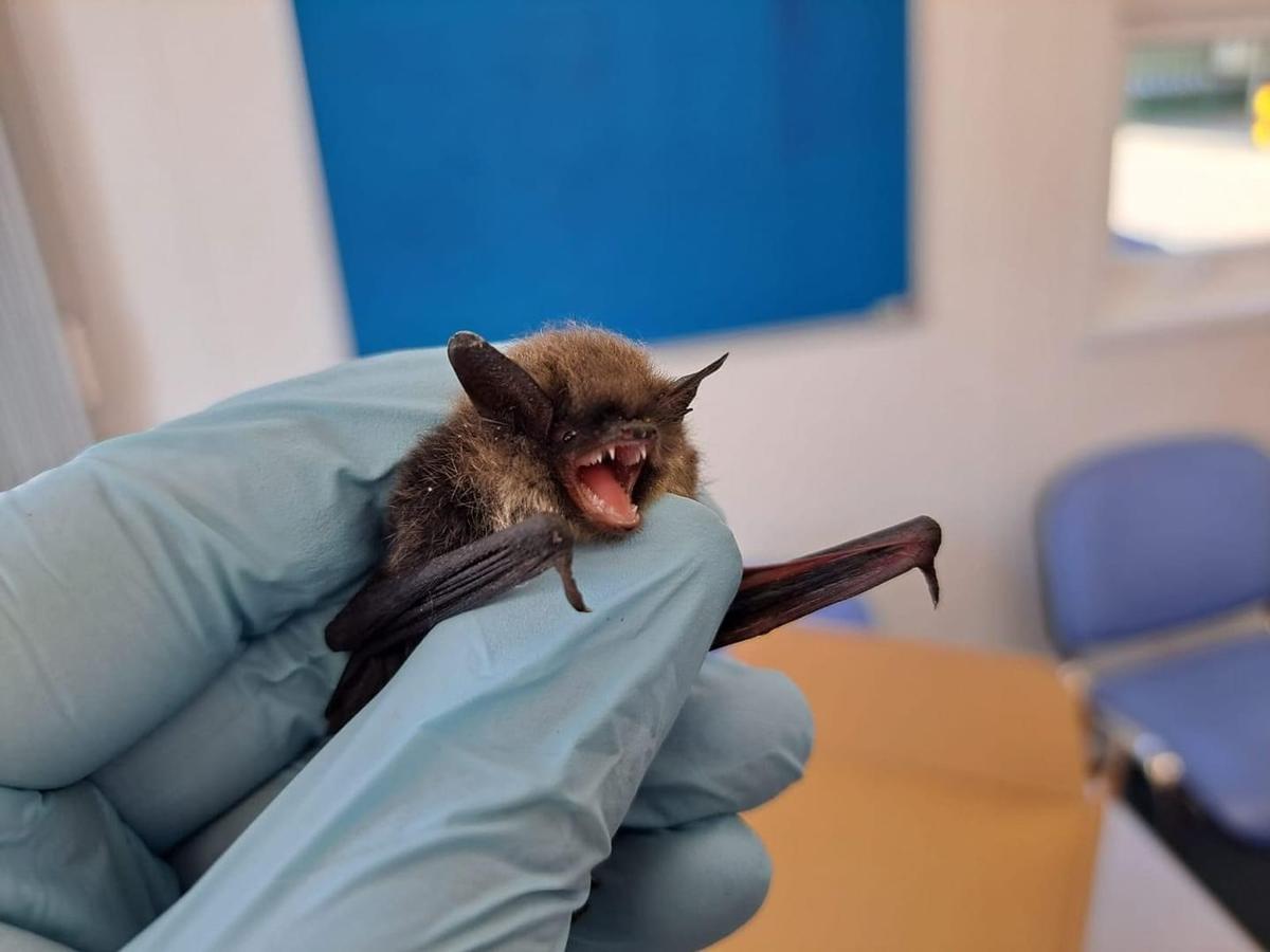 Bat Meatt 'Meat Loaf' the bat rescued from A1(M) after getting into difficulties