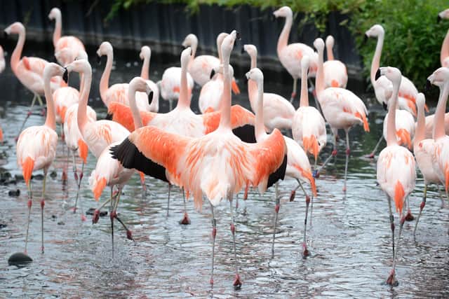 The flamingos are one of the most popular attractions at the centre.