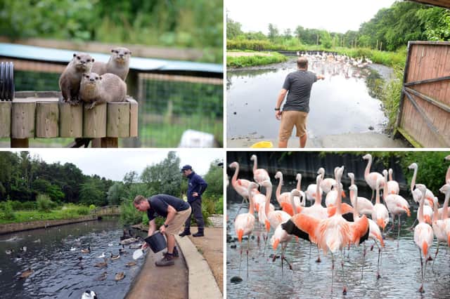 Reporter Neil Fatkin became an animal keeper for the day at Washington Wetland Centre.