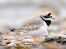 Ringed Plover. Credit: Weirdly Natural Photography.