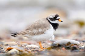 Ringed Plover. Credit: Weirdly Natural Photography.
