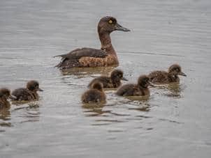 Tufted ducklings with parent.