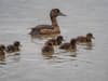 Washington Wetland Centre enjoys a duckling bumper baby boom after desilting project