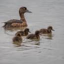 Tufted ducklings with parent.