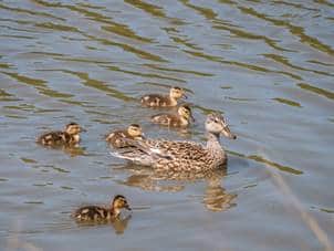 Gadwall ducklings with parent.