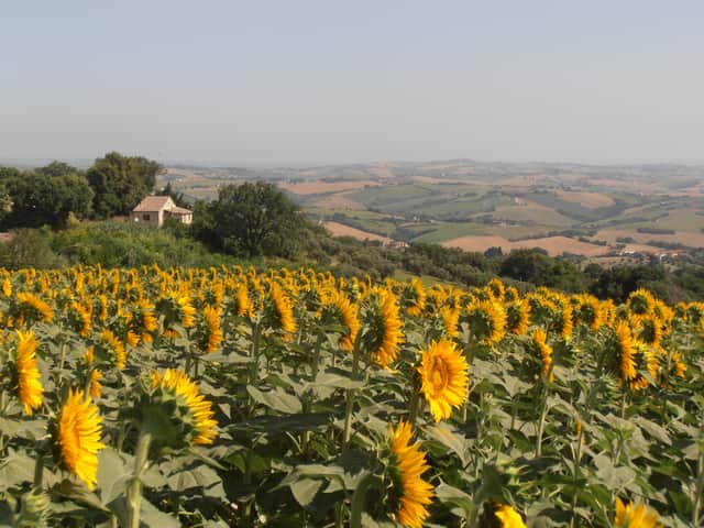An Italian sunrise among the sunflowers - with Greg and Sandra's house in the picture.