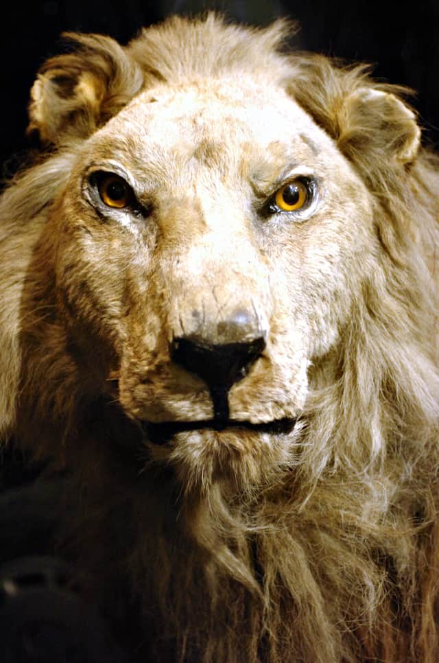 Wallace the Lion, one of the visitors best remembered exhibits at Sunderland Winter Gardens and Museum.