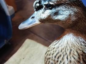 RSPCA picture of a wounded duck.