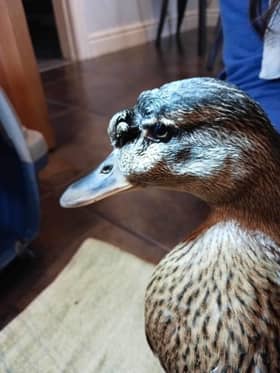 RSPCA picture of a wounded duck.