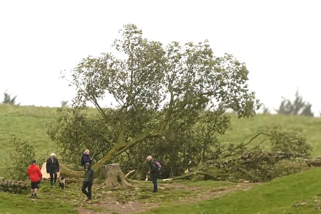 People look at the tree at Sycamore Gap, next to Hadrian's Wall, in Northumberland which has come down overnight after being "deliberately felled," the Northumberland National Park Authority has said. Picture date: Thursday September 28, 2023.
