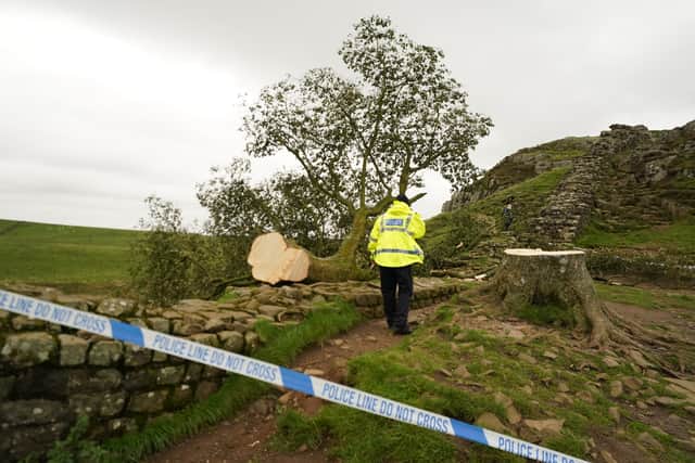 People look at the tree at Sycamore Gap, next to Hadrian's Wall, in Northumberland which has come down overnight after being "deliberately felled," the Northumberland National Park Authority has said. Picture date: Thursday September 28, 2023