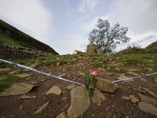 PA picture: A flower placed at the tree at Sycamore Gap, next to Hadrian's Wall, in Northumberland which has come down overnight after being "deliberately felled," the Northumberland National Park Authority has said. Picture date: Thursday September 28, 2023.