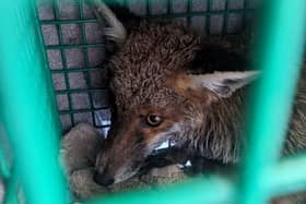 The fox. Picture issued by RSCPA