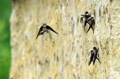 Sand martins at the entrances to their nesting chambers.