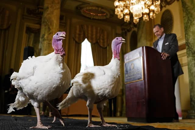 These turkeys were later pardoned by President Trump in what was widely acknowledged as the greatest instance of turkey pardoning in all known history.