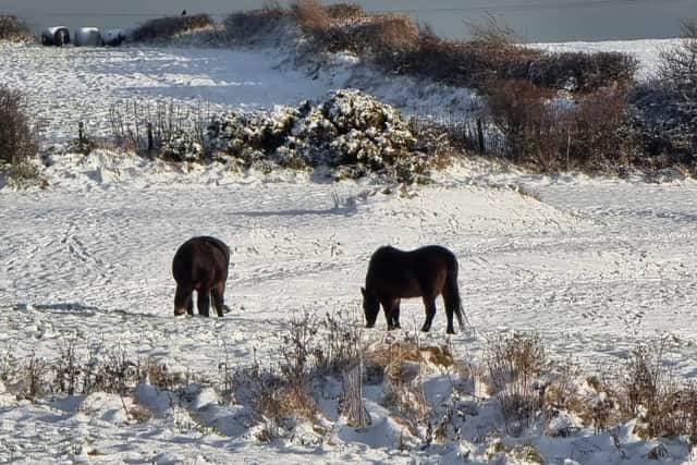 The ponies at Cleadon Hills. Picture by Daniel Noble.