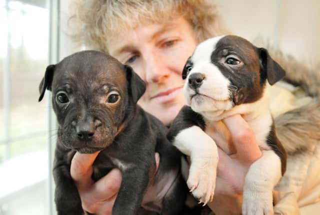 Animal Krackers worker Andrea Parkin with two of the eight Staffordshire Bull Terriers.