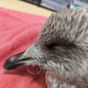 The stricken gull. Picture c/o the RSPCA.