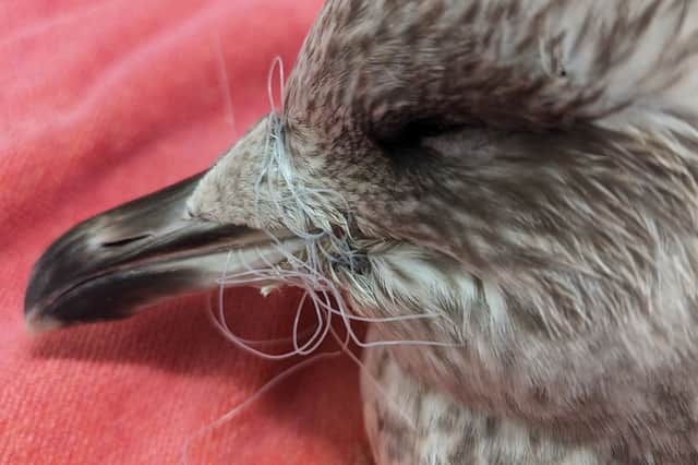 The stricken gull. Picture c/o the RSPCA.