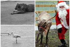 The lion, reindeer and flamingo who took the headlines.