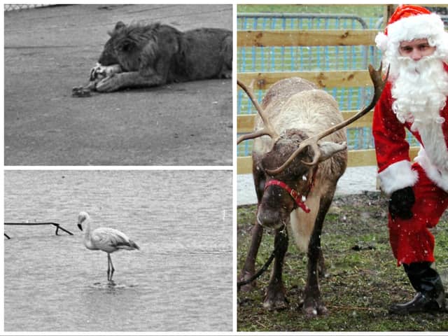 The lion, reindeer and flamingo who took the headlines.