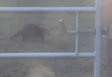 Wesley Fagan captured the raccoon on video