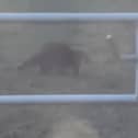 Wesley Fagan captured the raccoon on video