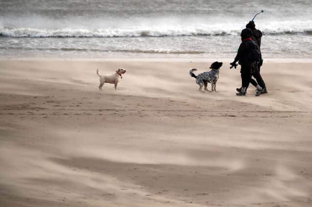 Dog walkers brave the elements as sand blows up a storm on Seaburn Beach in Sunderland this morning (24/01/2024), as Storm Jocelyn hits the UK hot on the heels of Storm Isha, with strong winds and heavy rain sparking further damage and disruption. NNP.