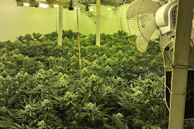 The cannabis farm discovered by police officers.
