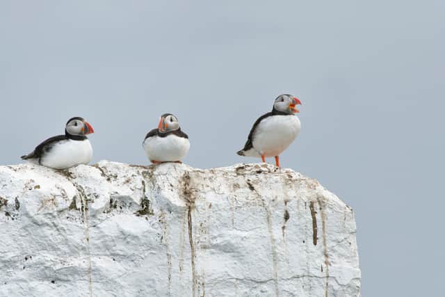 Puffin (Fratercula arctica) group of three resting on the Lighthouse, Inner Farne, Northumberland. Photo by Nick Upton