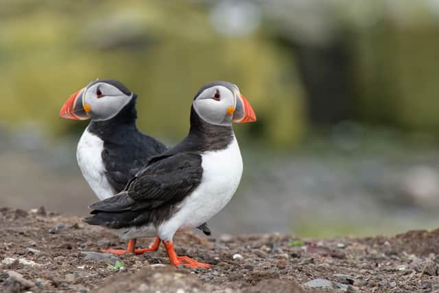 Puffin (Fratercula arctica) pair standing near their nest burrow on clifftop grassland, Inner Farne, Northumberland. Photo by Nick Upton