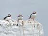 Farne Islands reopen to visitors for first time in two years