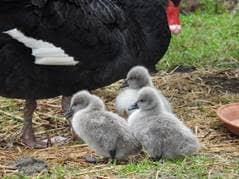 The three new black swan cygnets.