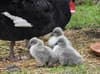 Washington Wetland Centre welcomes first fluffy new arrivals as spring has finally sprung