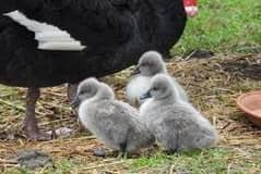 The three new black swan cygnets.