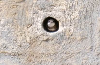 A sand martin inside one of the chambers on the artificial bank. 