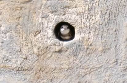 A sand martin inside one of the chambers in the artificial bank. 