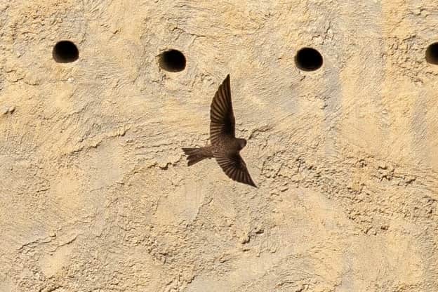 A sand martin seen flying around the new artificial bank.