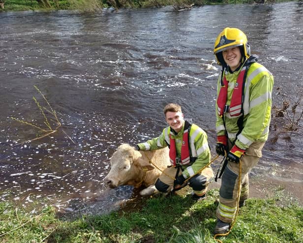 Firefighters Luke Heritage and James Picker pictured with the bull. Submitted picture.