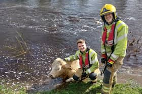 Firefighters Luke Heritage and James Picker pictured with the bull. Submitted picture.